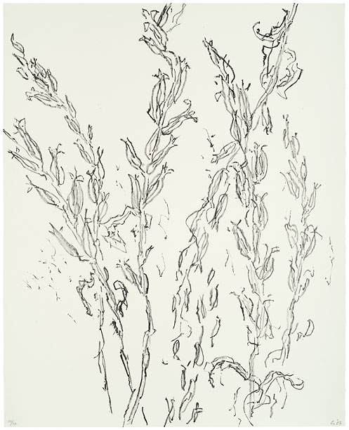 Litho Laurien Sneep